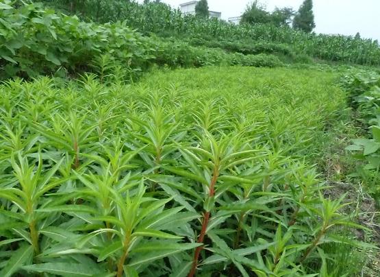 肝炎,肝硬化的"天然医生",泡水喝就能远离肝病