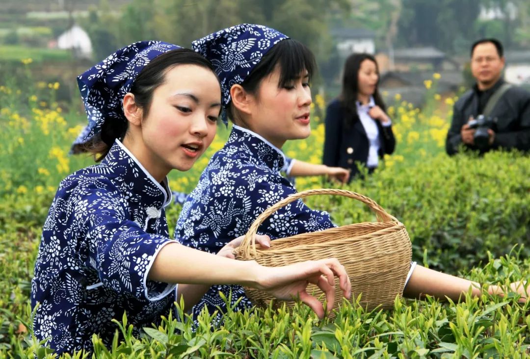 《重庆采茶地图》新鲜出炉!巫山这个地方上榜!