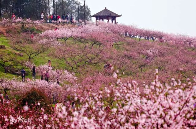 桃花季!重庆这些地方的"十里桃林"在等你