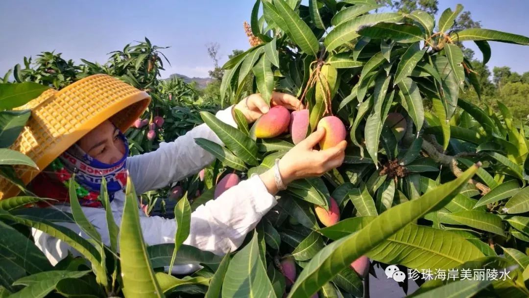 撩主播聚焦芒果粉哪里去首届陵水县英州欢乐芒果采摘季让你大开吃戒