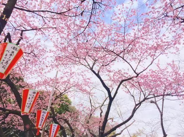 春天是赏花的季节,日本的樱花海洋早已盛大绽放,从东京到大阪再到姬路