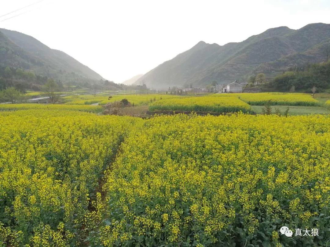 一批来自苏州的画家,慕名来到省级美丽乡村建设示范村-泾县云岭镇