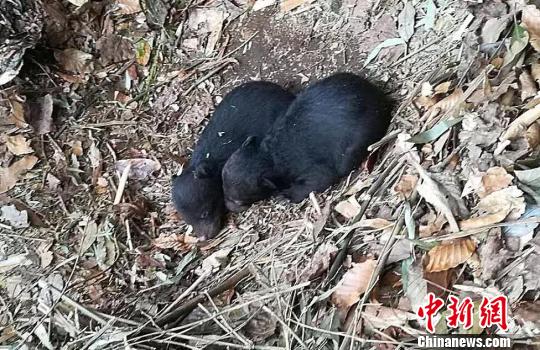 黑熊幼崽.雷公山保护区提供