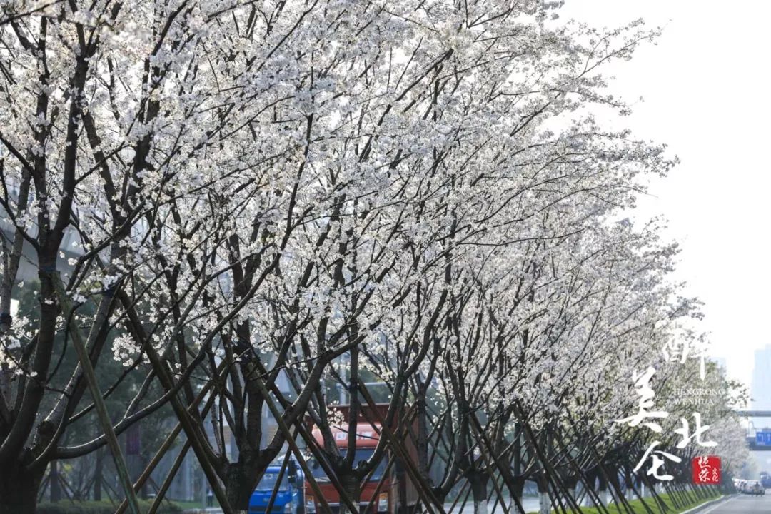 刷爆朋友圈!北仑这条绝美的樱花大道,错过这周,再等一年!