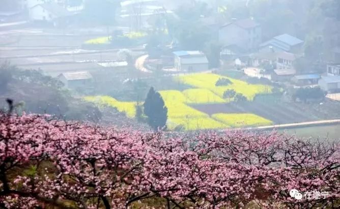 遂宁射洪的400亩芝樱花开了粉色花海惹人醉周末一起去赏花吧