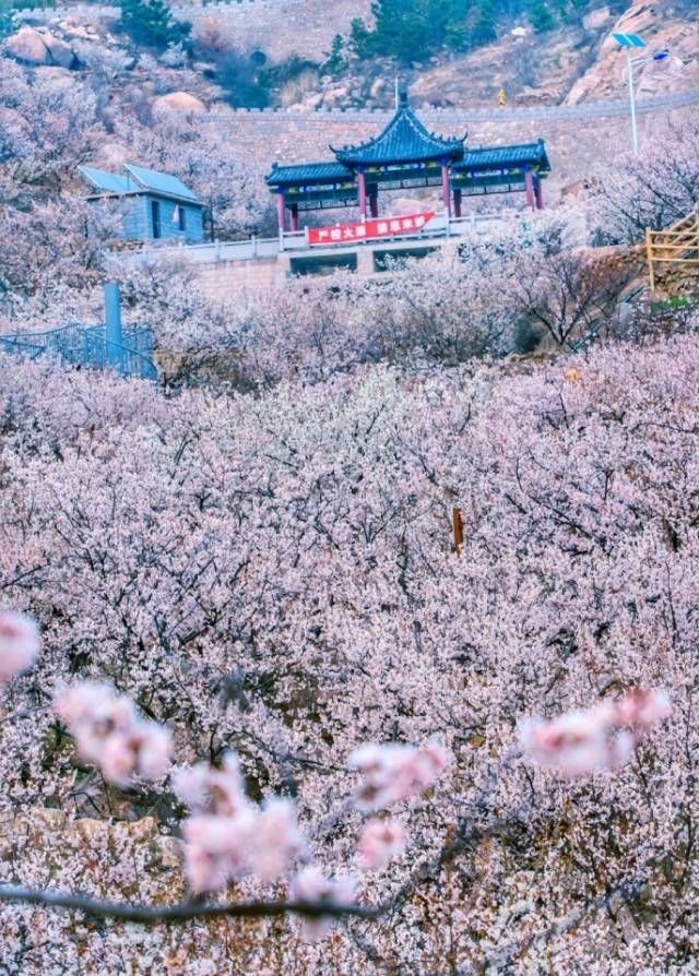 纵情山水,随意洒脱,"春来花遍野,映山化仙境",便是对大崂村樱桃谷最好