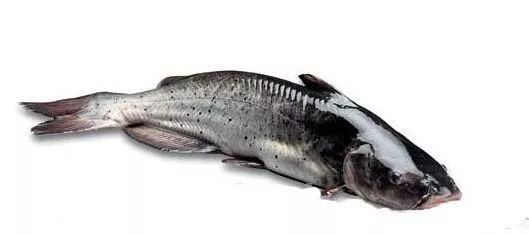 鮰鱼肉质细嫩鲜美,营养丰富,而且鱼膘肥厚,可加工成珍贵的鱼肚,为配席