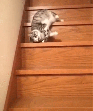 练过瑜伽的猫咪确实不一样,连爬楼梯的姿势都这么独一无二!笑抽
