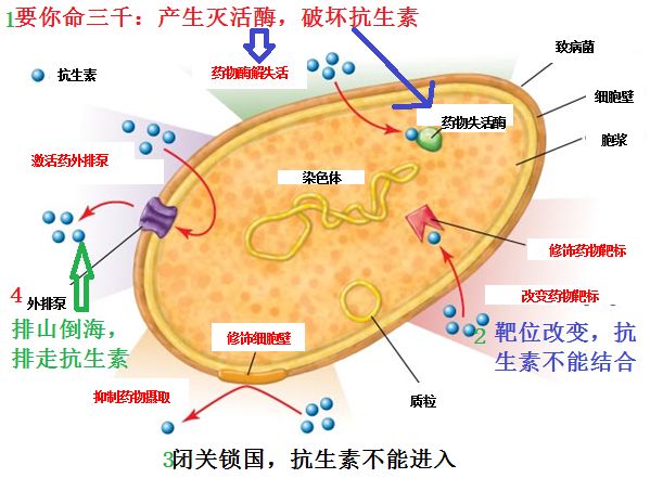 (细菌改变细胞膜的通透性,通道蛋白丢失,抗生素难以进入细胞 4