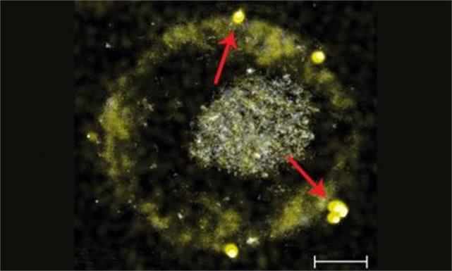 科学家发现细菌将毒素转化为黄金！！