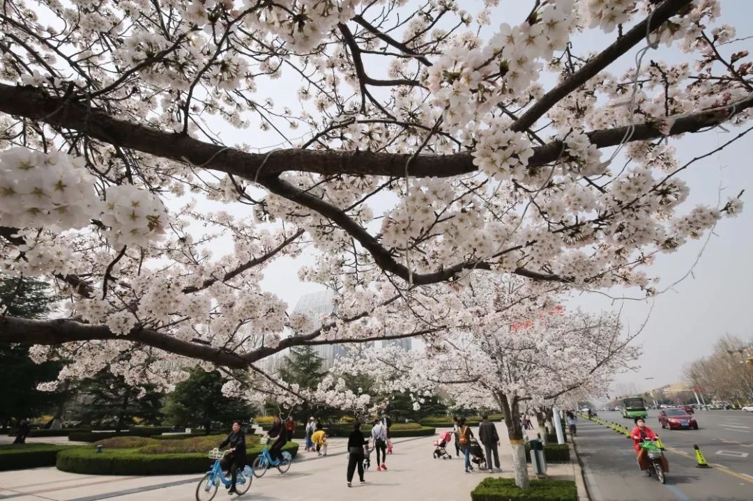 3月26日,在上海地铁8号线虹口足球场站出口,市民在欣赏盛开的樱花.