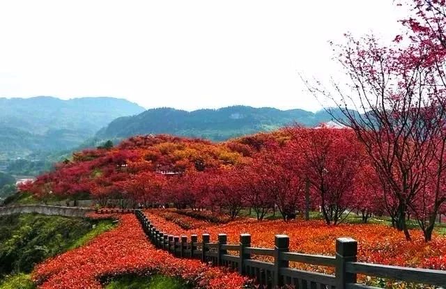 除了接龙的花果山旅游区 最近咱巴南还有两个 观红