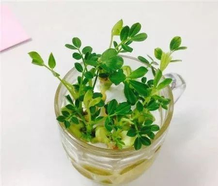 植物科普丨10种超简单水培植物,养花手的救星