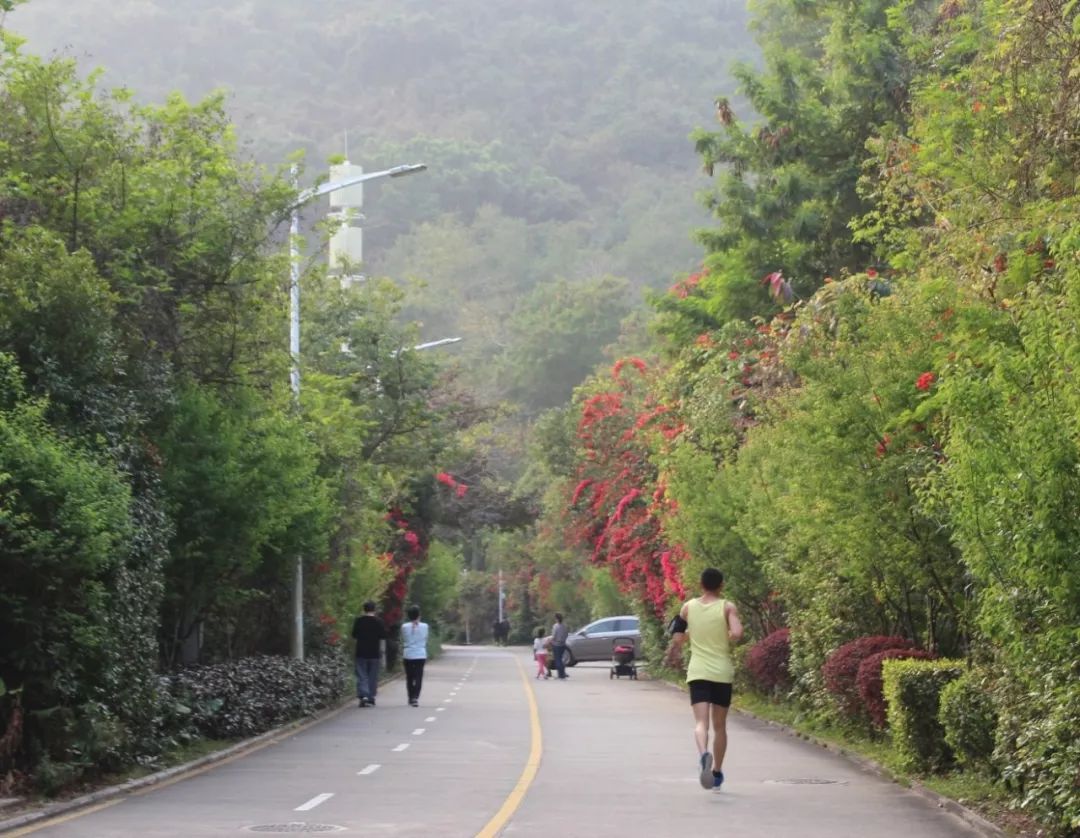 游玩一路繁花好踏青最美绿道线在梅林