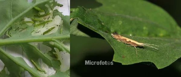 小菜蛾的幼虫和成虫,成虫最明显的特征就是背上具有波浪纹.