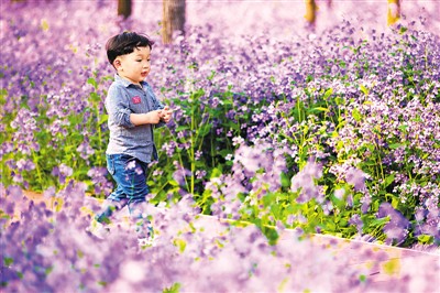 3月28日,一名小朋友在南京科技馆湿地公园盛开的二月兰花丛间玩耍.