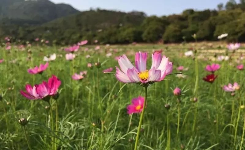 周末去哪儿~秋长这片花海在等你