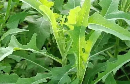 春季食用野菜正当时,你都get到了吗?(内附重庆挖野菜地图)