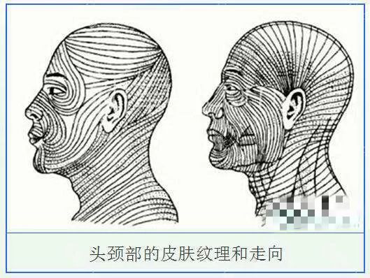 对此专家说.  tip 皮肤纹理走向(如下图)