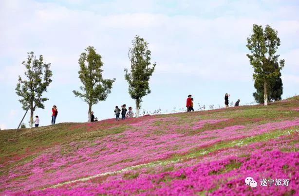 遂宁射洪的400亩芝樱花开了 粉色花海惹人醉 周末一起