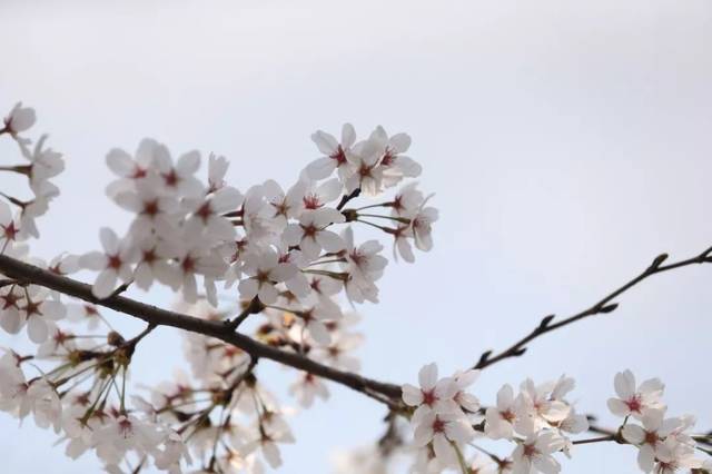 惊异于它清淡若无的芬芳, 樱花带来清新的春天气息, "花雪"是形容