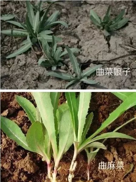 2,曲菜娘子叶像芹菜叶,全棵有恶臭,有毒,花的毒性最大.