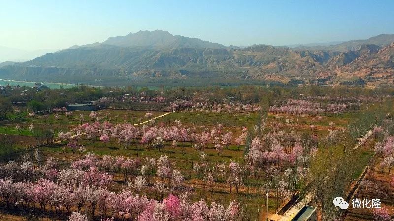 拉面小镇杏花香山水化隆春来早地点:化隆县群科新区时间:4月6日——4