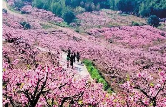 宁波奉化一年一度的桃花节又来了,抓紧最后两天去赏花!