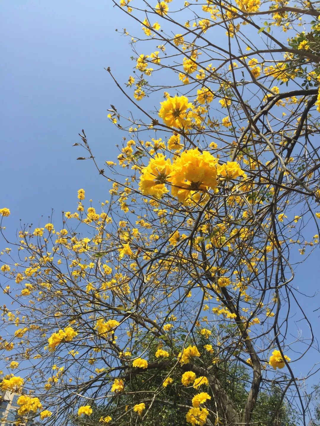 【游玩】一路繁花好踏青!最美绿道线在梅林!