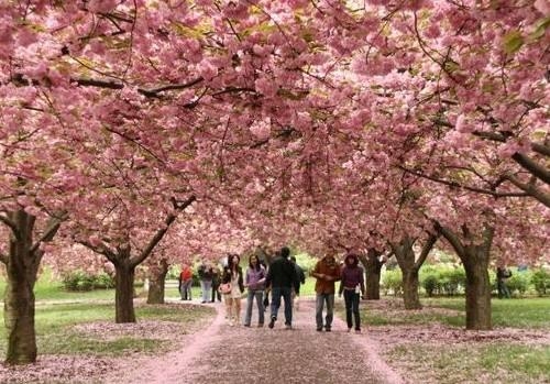 2018沈阳去大连樱花节旅游_沈阳到大连樱花节两日游价格