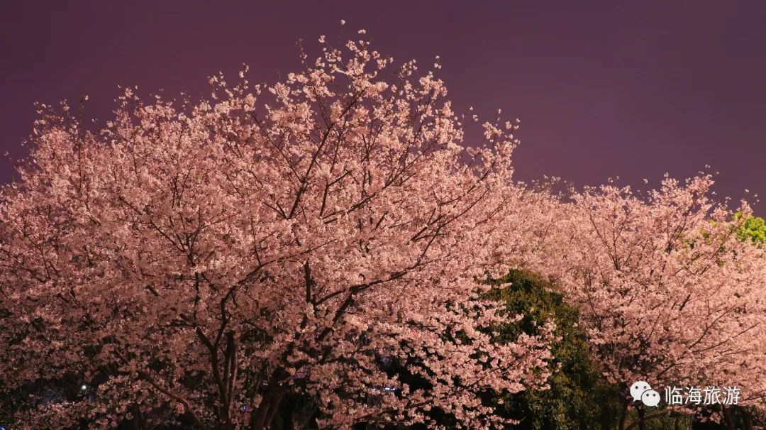 灵湖夜的樱花你见过吗