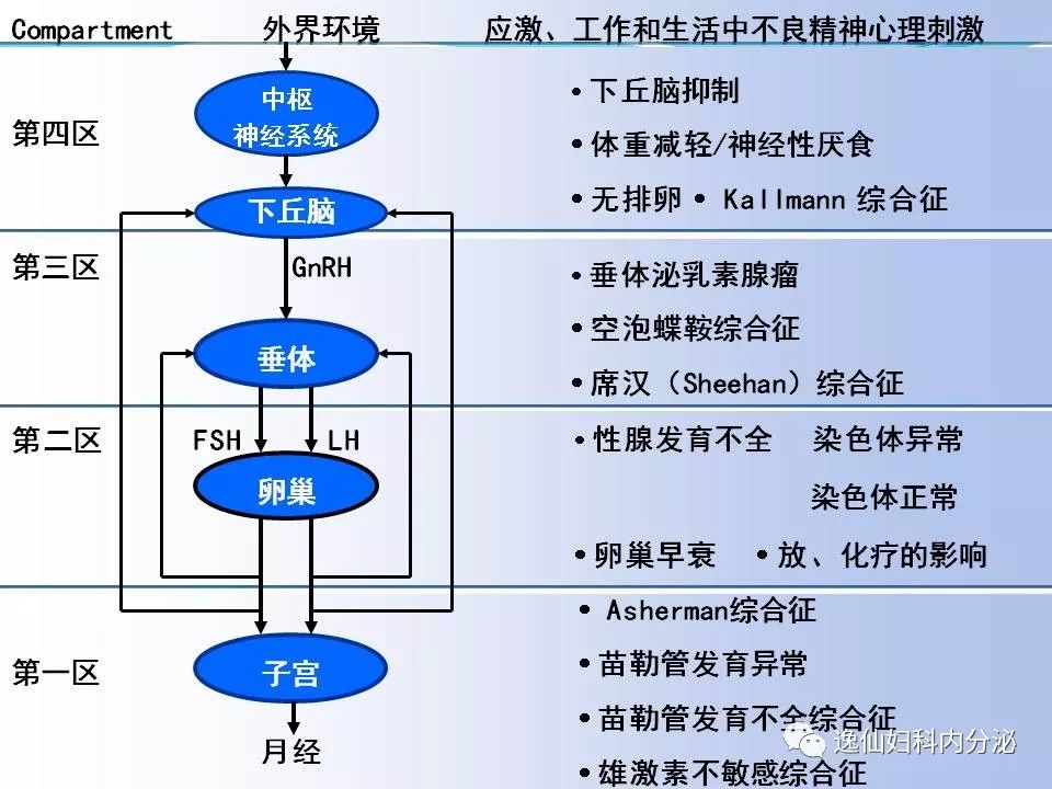 下丘脑-垂体性闭经