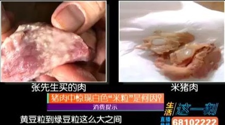 猪肉满身起"痘痘" 一挤就出好恶心