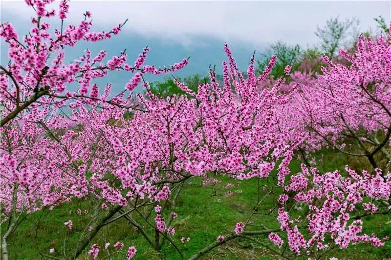 碛古寨 黎平县皮林春油菜花海 黔西县柳岸水乡解放村 安顺龙字田之春