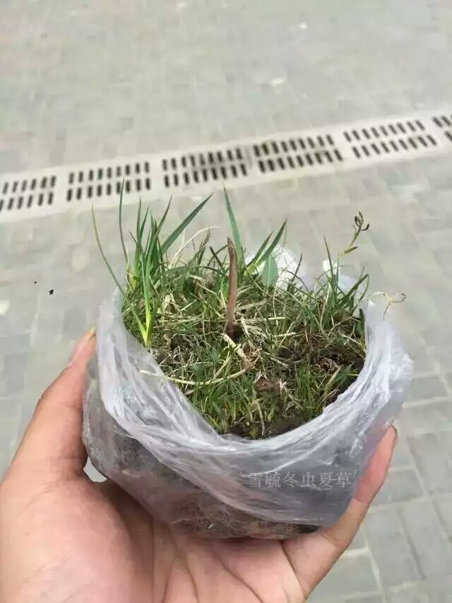 雪毓冬虫夏草:新鲜冬虫夏草采挖现场所见所闻所想