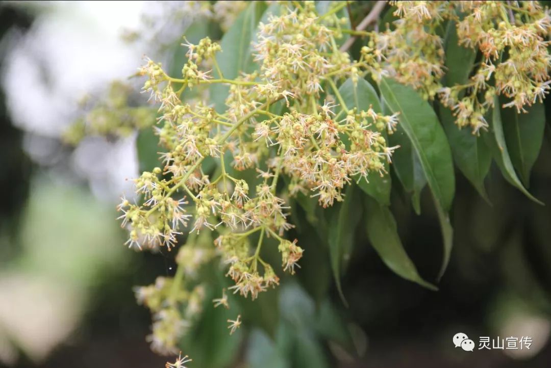 【2018·灵山荔枝】邂逅荔枝花-走访那隆镇芳塘村委牛口湾古荔园