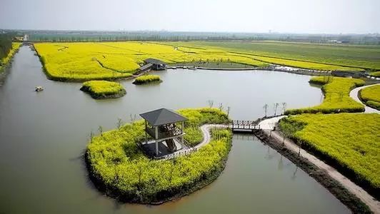 望亭镇于北太湖(望亭)旅游风景区 举办太湖稻城·油菜花海系列活动