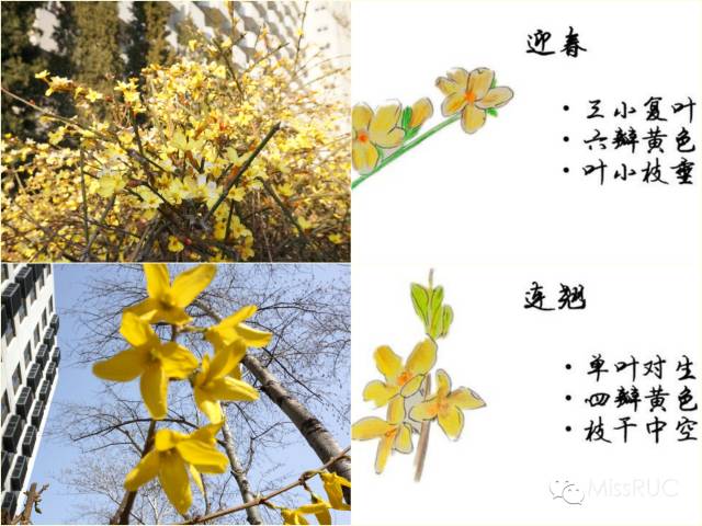 不是都是迎春花吗【花语:魔法的力量【花期:3