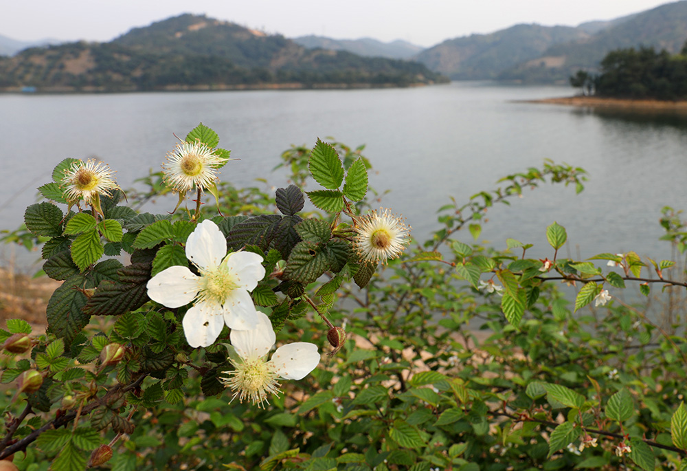 山花开遍梅湖畔,春光烂漫好踏春