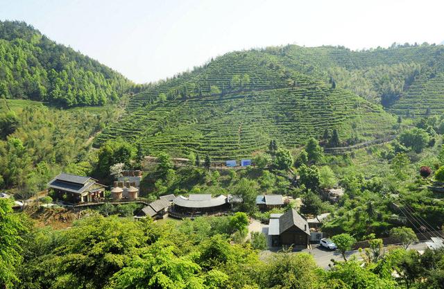 虔茶茶园所在地位于江西省赣州市龙南县临塘乡的东坑村,在一片茂密的