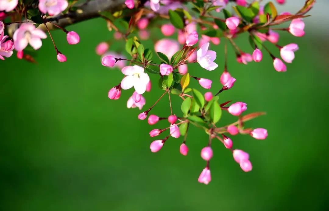 每年4月,两河沿岸各色海棠与绿地内的连翘,碧桃,榆叶梅等春花植物共