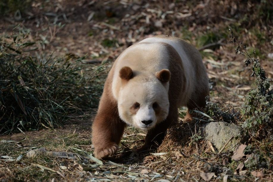 棕色大熊猫"七仔"