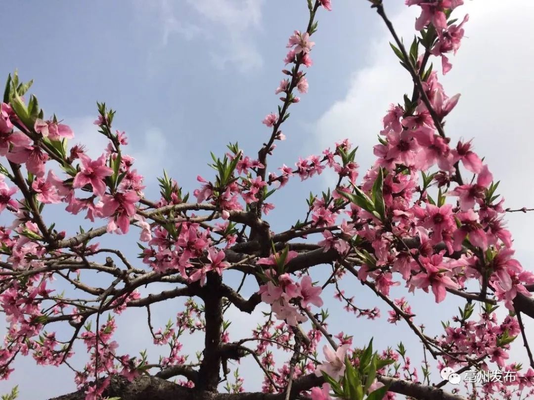 千呼万唤始出来五马桃花节开幕美出天际