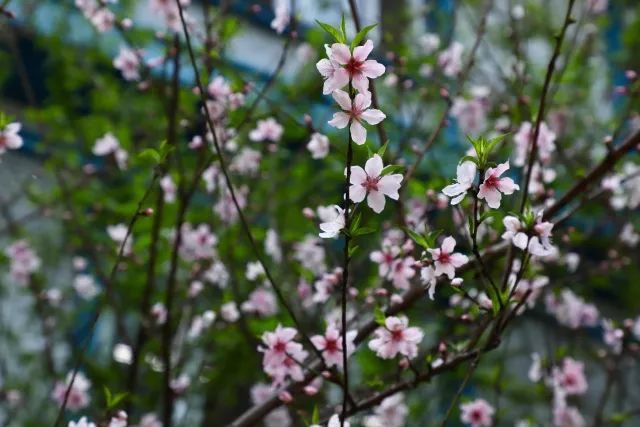 草色青青柳色黄,桃花历乱李花香. —— 贾至《春思二首·其一》