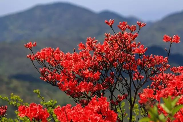 三明这些令全国瞩目的杜鹃花海即将盛放!