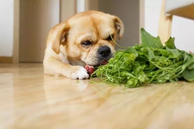 10种狗狗能吃的蔬菜，爱不爱吃就看缘分了