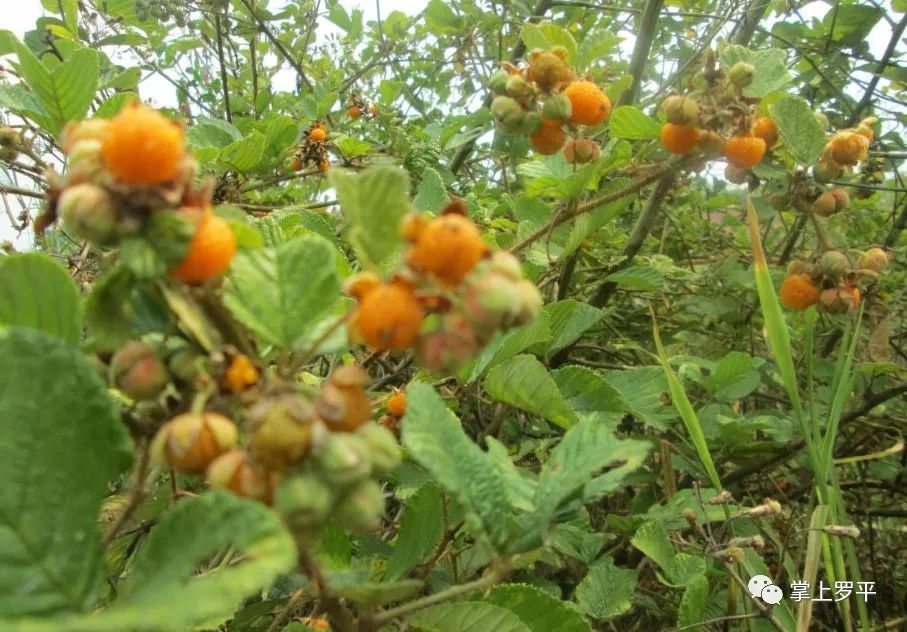 黄泡学名就叫黄泡,又叫栽秧泡,锁地风,黄茨果,因3月后成熟,又叫三月泡