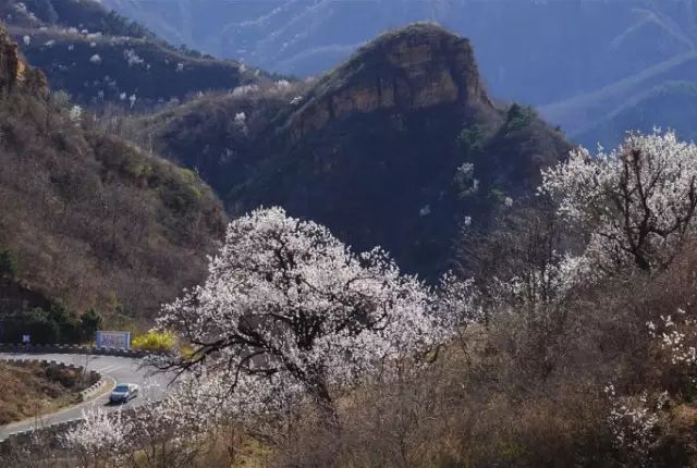 谁说春天去平谷只能赏桃花别再等了北寨万亩杏花即刻绽放