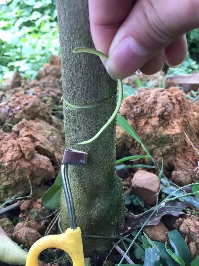 涨知识了!这一刀很关键——柑桔环割环剥技术要点