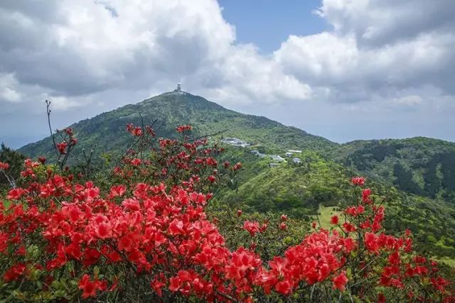 三明这些令全国瞩目的杜鹃花海即将盛放!